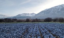Erzincan'da mikroklima avantajıyla kış mevsiminde de açık alanda sebze yetiştiriliyor