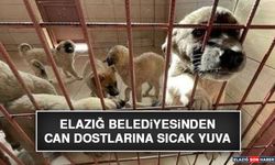Elazığ Belediyesinden Can Dostlarına Sıcak Yuva