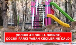 Çocuklar Okula Gidince, Çocuk Parkı Yaban Keçilerine Kaldı