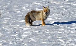 Karlı doğada kızıl tilki ile nadir görülen paçalı şahin görüntülendi
