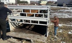 Karlıova'da sahipsiz binek hayvanlar toplatılmaya başlandı