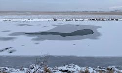 Kars, Ardahan ve Ağrı'da kar etkili oldu