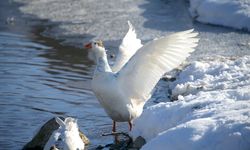 Kars'ta kar yağışı sonrası soğuk hava etkili oluyor
