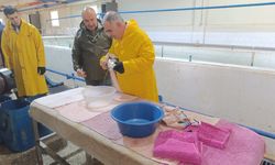 Keban'da alabalık sağımı yapıldı