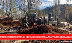 Dikenlerinden Kurtulan Kestanelerin Sofralara Yolculuğu Başladı
