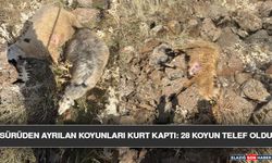 Sürüden Ayrılan Koyunları Kurt Kaptı: 28 Koyun Telef Oldu