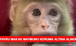 Yavru Makak Maymunu Koruma Altına Alındı