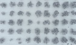 Malatya'da kayısı bahçeleri beyaz örtüyle kaplandı