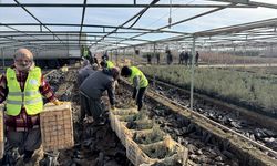 Malatya'dan Türkmenistan'a 50 bin fidan desteği