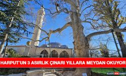 Harput’un 3 Asırlık Çınarı Yıllara Meydan Okuyor
