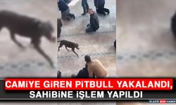 Camiye Giren Pitbull Yakalandı, Sahibine İşlem Yapıldı