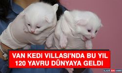 Van Kedi Villası'nda Bu Yıl 120 Yavru Dünyaya Geldi