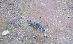 Sarıkamış ormanlarındaki yaban hayatı 19 yıldır yakın takipte