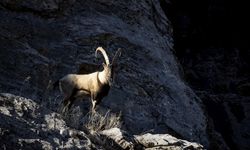 Tunceli'de yaban keçileri Munzur Vadisi'ne indi