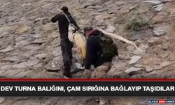 Dev Turna Balığını, Çam Sırığına Bağlayıp Taşıdılar