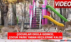 Çocuklar Okula Gidince, Çocuk Parkı Yaban Keçilerine Kaldı
