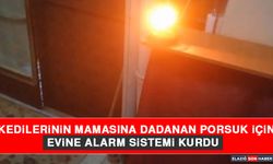 Kedilerinin Mamasına Dadanan Porsuk İçin Evine Alarm Sistemi Kurdu