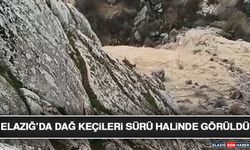 Elazığ’da Dağ Keçileri Sürü Halinde Görüldü