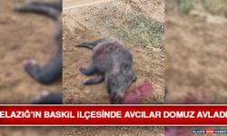 Elazığ’ın Baskil İlçesinde Avcılar Domuz Avladı