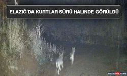 Elazığ’da Kurtlar Sürü Halinde Görüldü