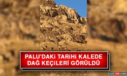 Palu'daki Tarihi Kalede Dağ Keçileri Görüldü
