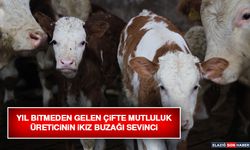 Yıl Bitmeden Gelen Çifte Mutluluk: Üreticinin İkiz Buzağı Sevinci