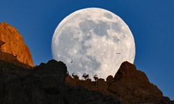 Van'da dağın zirvesindeki yaban keçileri dolunayla birlikte görüntülendi