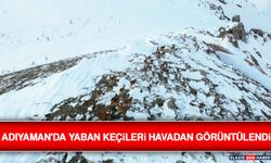 Adıyaman'da Yaban Keçileri Havadan Görüntülendi