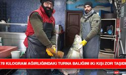 78 Kilogram Ağırlığındaki Turna Balığını İki Kişi Zor Taşıdı