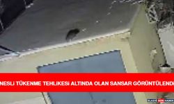 Nesli Tükenme Tehlikesi Altında Olan Sansar Görüntülendi