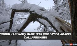 Yoğun Kar Yağışı Harput’ta Çok Sayıda Ağacın Dallarını Kırdı