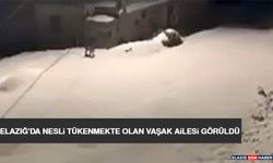 Elazığ'da Nesli Tükenmekte Olan Vaşak Ailesi Görüldü