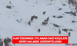 Kar Üzerinde Otlanan Dağ Keçileri Sürü Halinde Görüntülendi