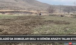 Elazığ’da Domuzlar Ekili 10 Dönüm Araziyi Talan Etti