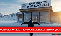 Sürüden Ayrılan Penguen Elazığ’da Ortaya Çıktı