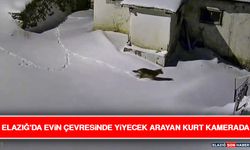 Elazığ'da Evin Çevresinde Yiyecek Arayan Kurt Kamerada