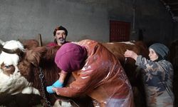 Tunceli'de ekipler yolu kardan kapanan köydeki hasta inek için seferber oldu