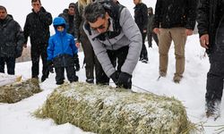 Tunceli'de yaban keçileri için doğaya yem bırakıldı