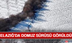 Elazığ'da Domuz Sürüsü Görüldü