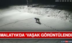 Malatya'da ‘Vaşak Görüntülendi