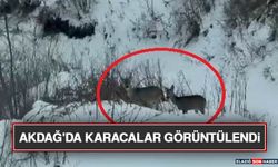 Akdağ'da Karacalar Görüntülendi