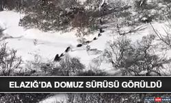 Elazığ’da Domuz Sürüsü Görüldü