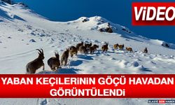 Yaban Keçilerinin Göçü Havadan Görüntülendi