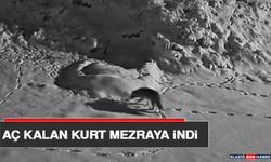 Aç Kalan Kurt Mezraya İndi