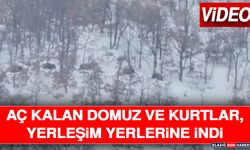 Malatya'da Aç Kalan Domuz ve Kurtlar, Yerleşim Yerlerine İndi
