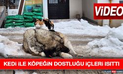 Kedi İle Köpeğin Dostluğu İçleri Isıttı