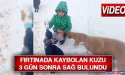 Fırtınada Kaybolan Kuzu 3 Gün Sonra Sağ Bulundu