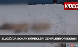 Elazığ'da Sokak Köpekleri Zehirleniyor İddiası