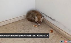 Palu’da Okulun İçine Giren Tilki Kamerada