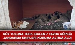 Köy Yoluna Terk Edilen 7 Yavru Köpeği Jandarma Ekipleri Koruma Altına Aldı